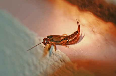 Gemeiner Ohrwurm (Forficula auricularia) - © Emanuel Trummer